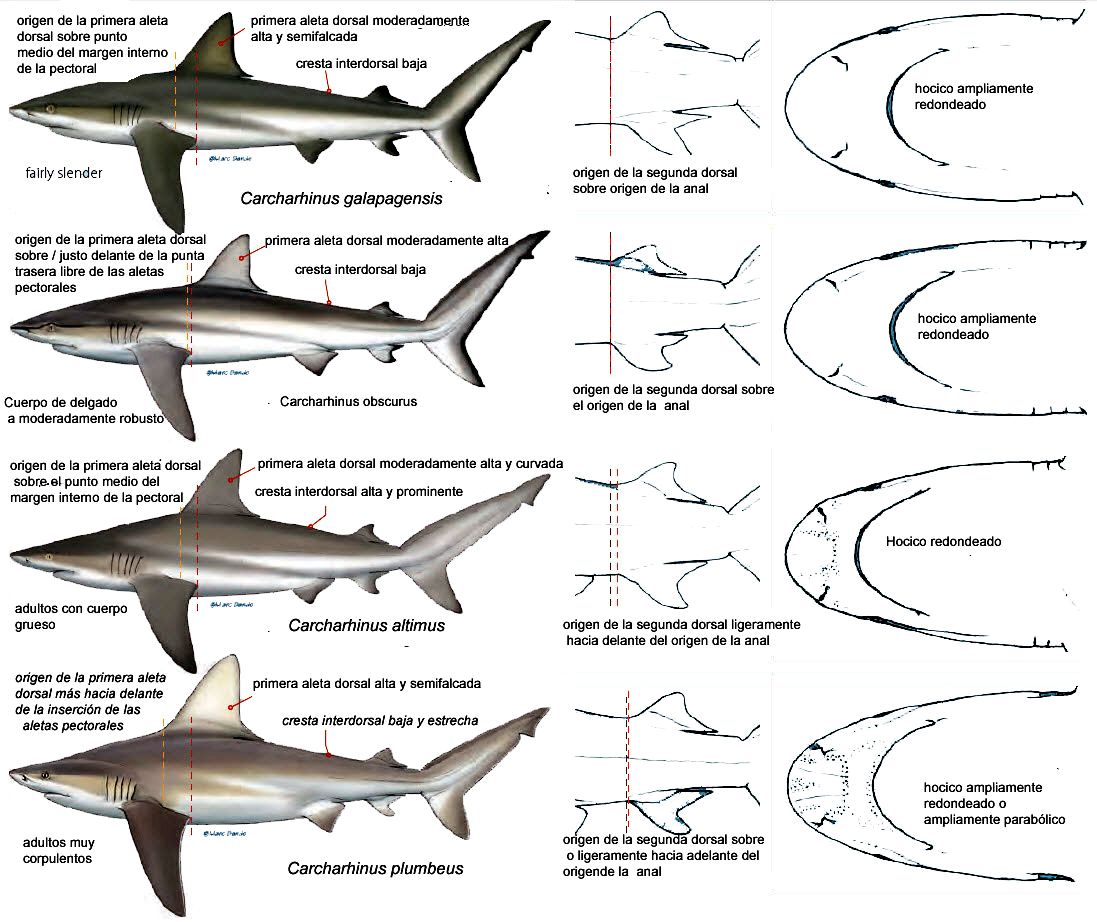 Carcharhinus galapagensis_015